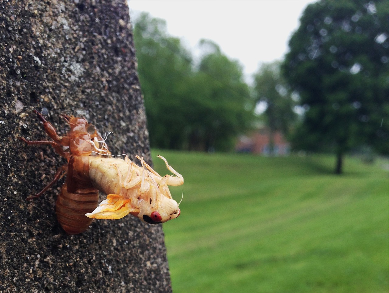 cicada molting ecdysis free photo