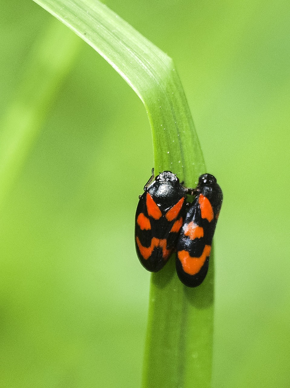 cicada froghopper insect free photo