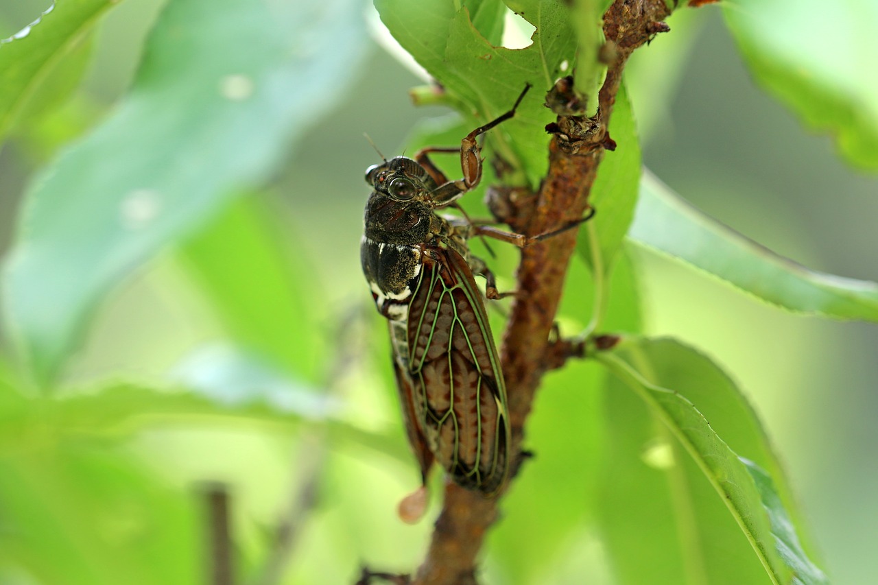 cicada insects abstract free photo