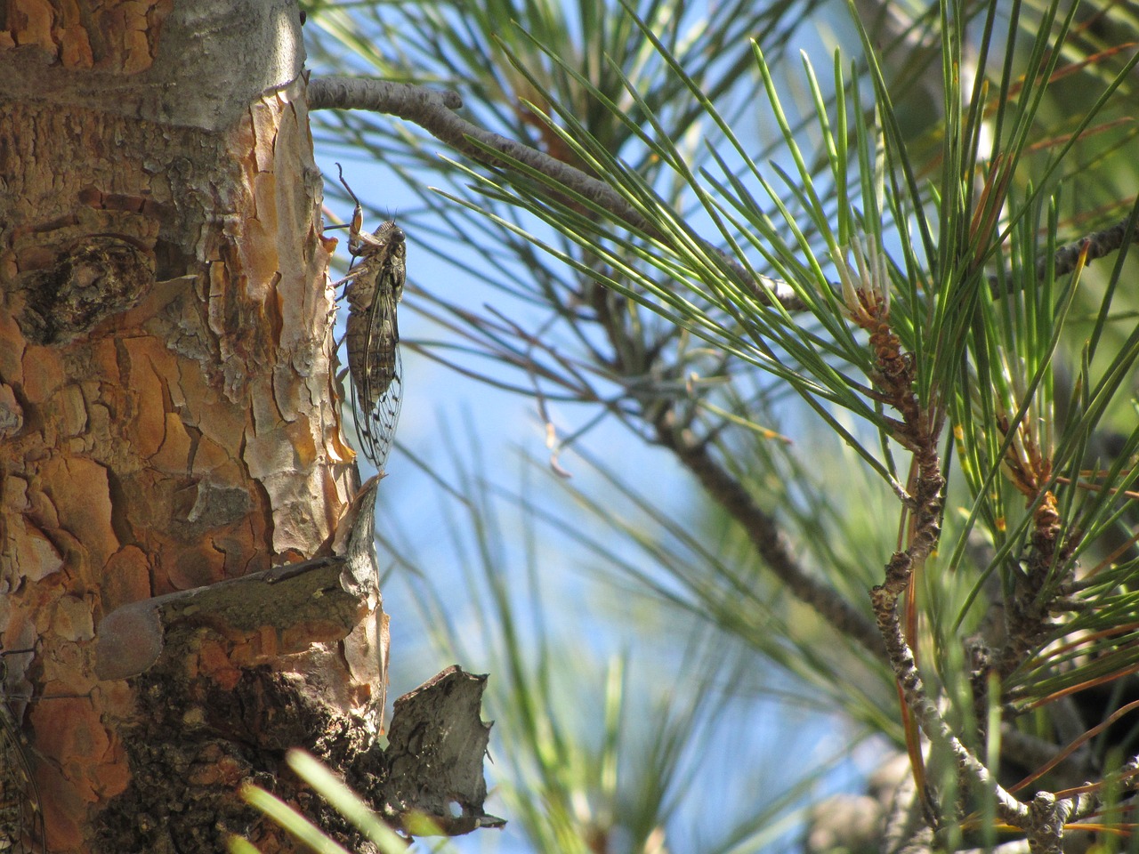 cicada insect pine free photo