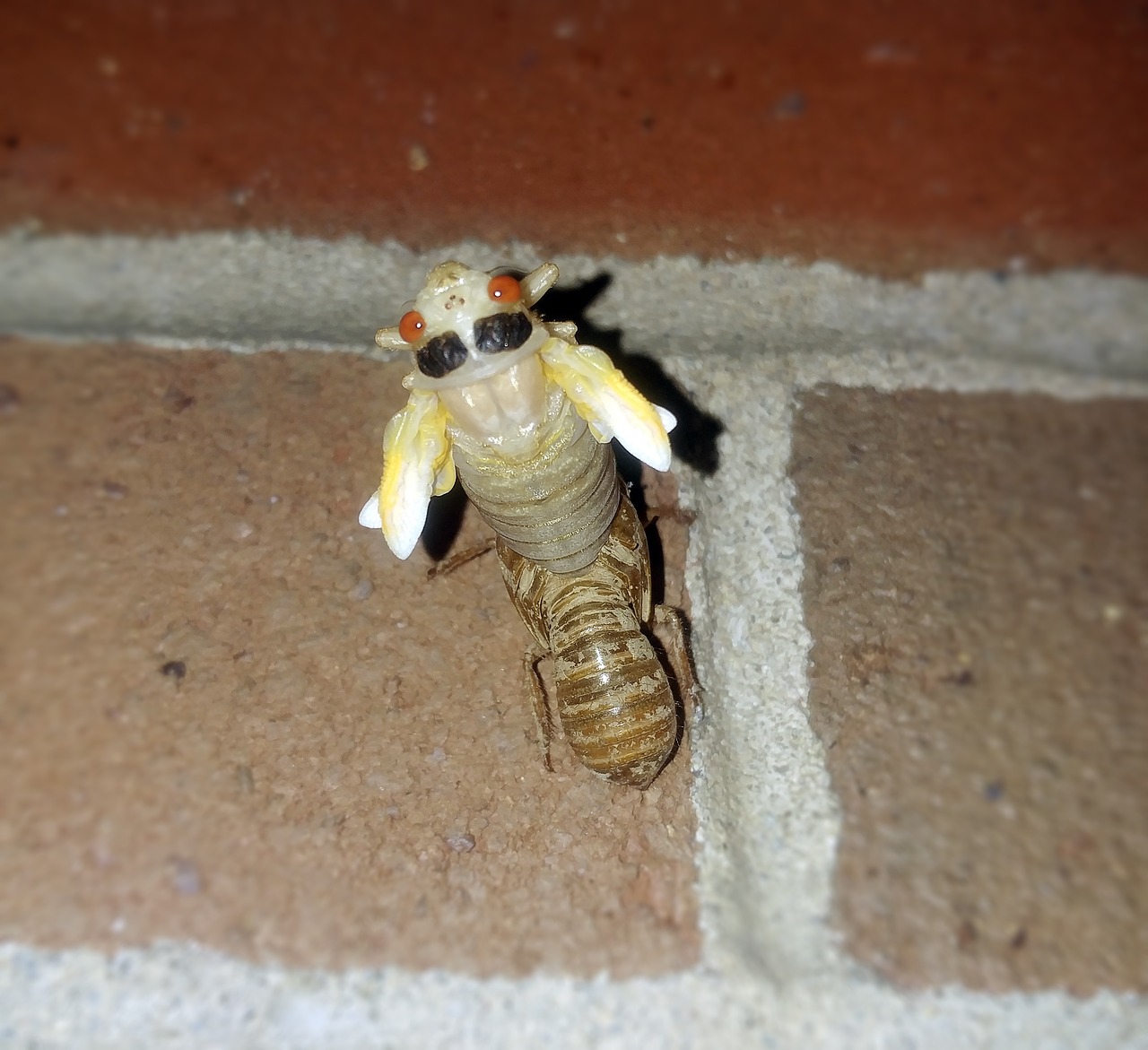 cicada periodical cicadas insect free photo
