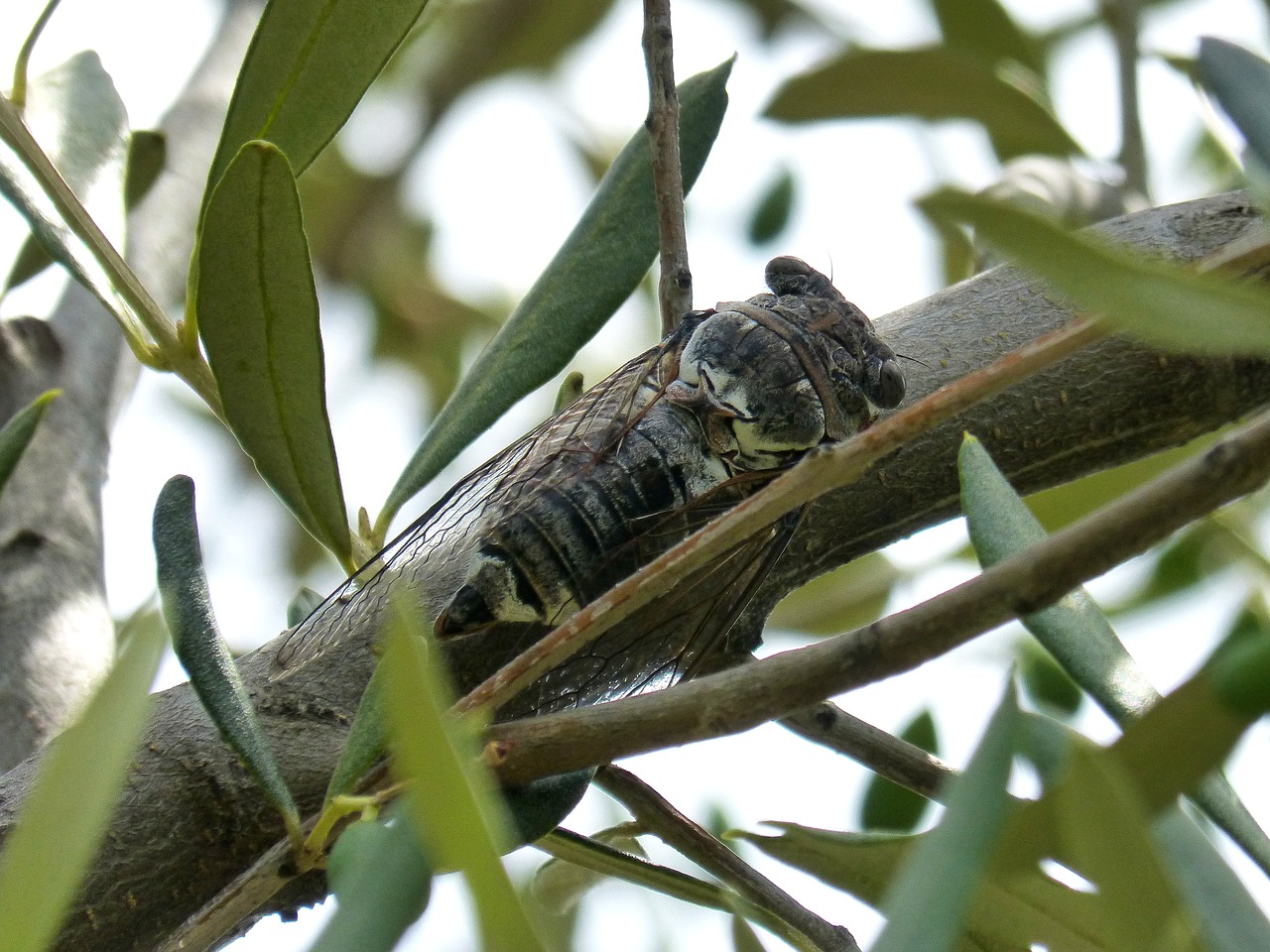 cicada olive i cicálido free photo