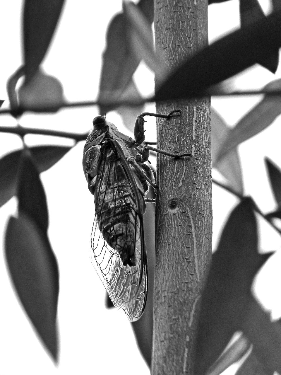 cicada crayfish olive free photo