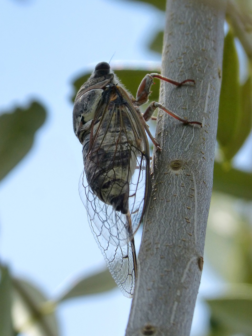 cicada crayfish olive free photo