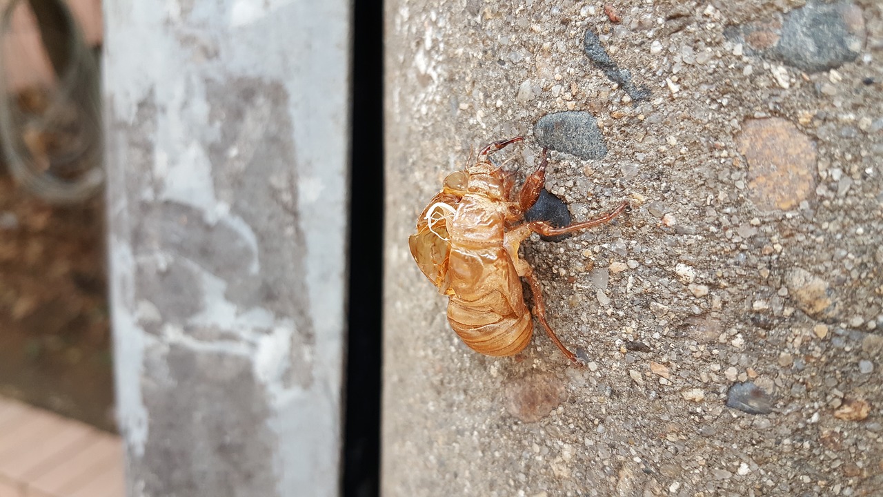 cicada variations peel free photo