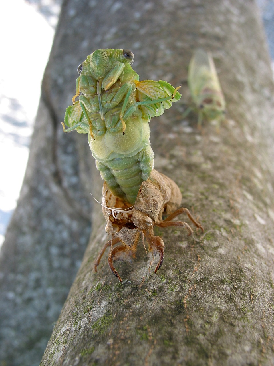 cicada birth provence free photo