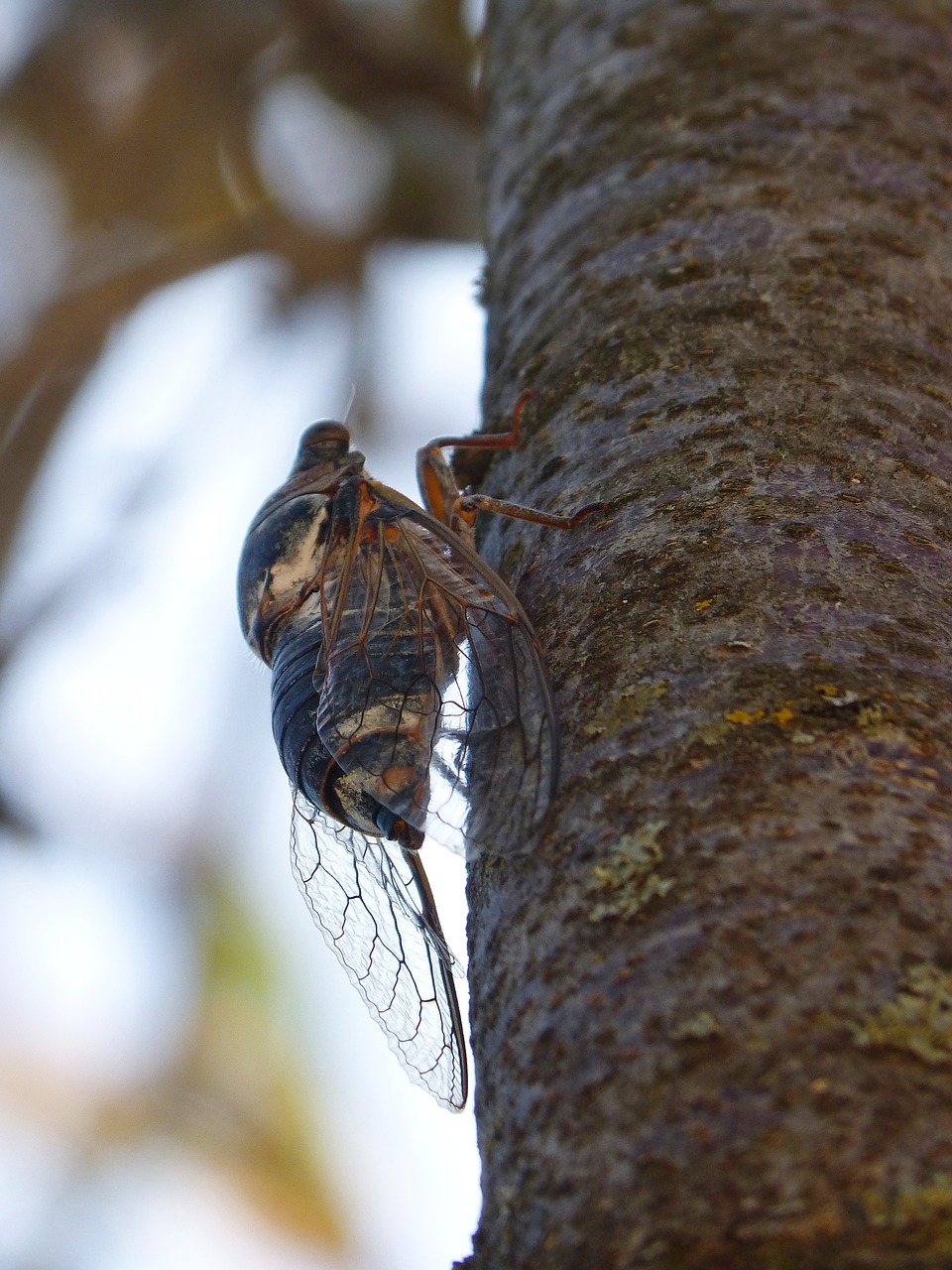 cicada summer cri cri i cicádido free photo