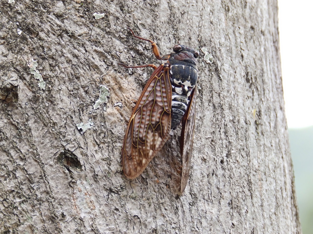 cicada macro insect free photo