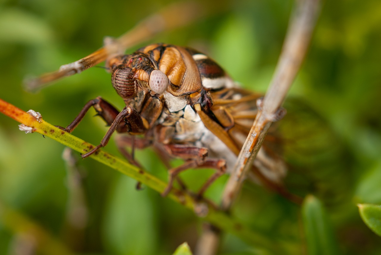 cicada bug insect free photo