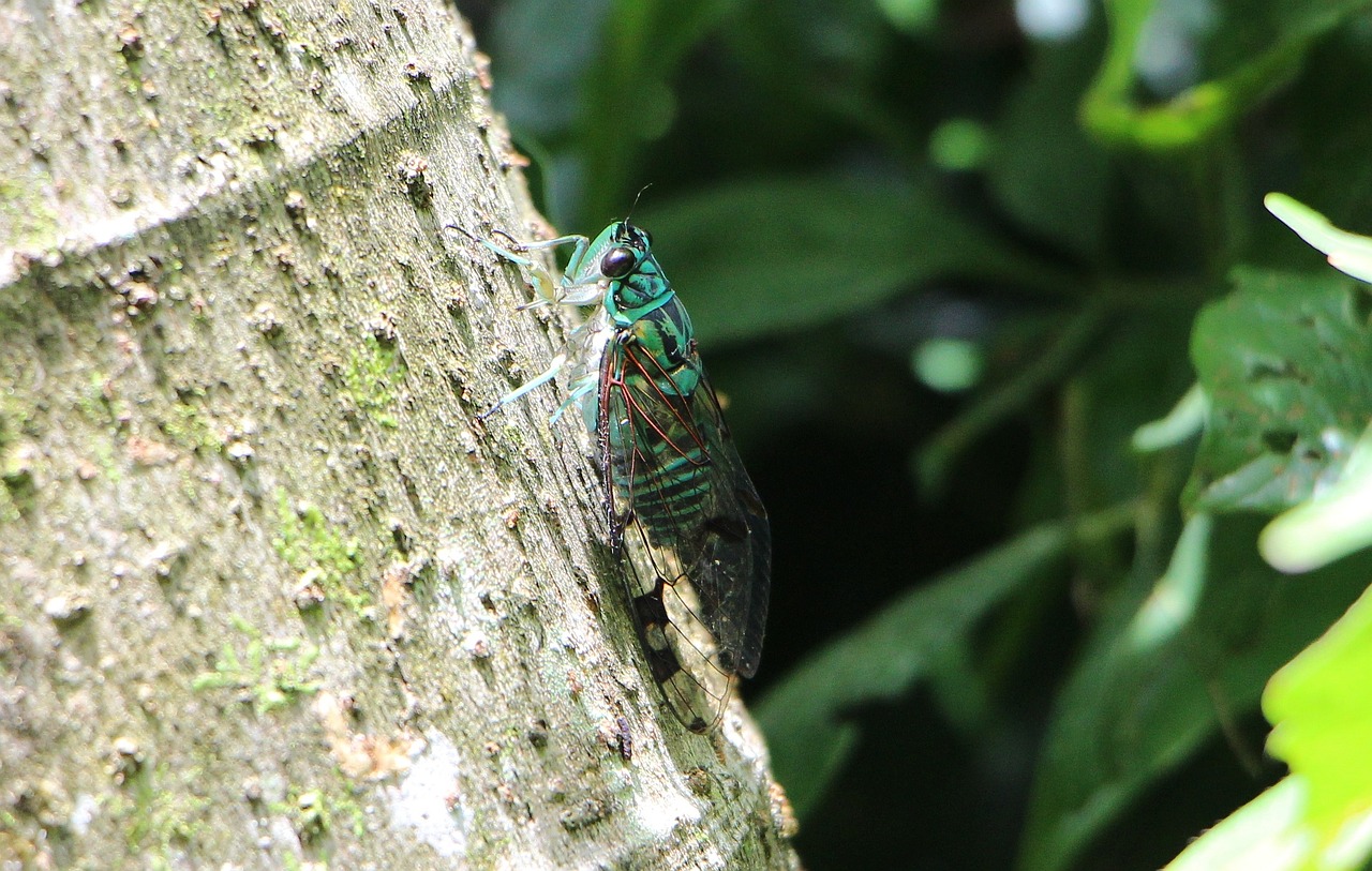 cicada insect green free photo