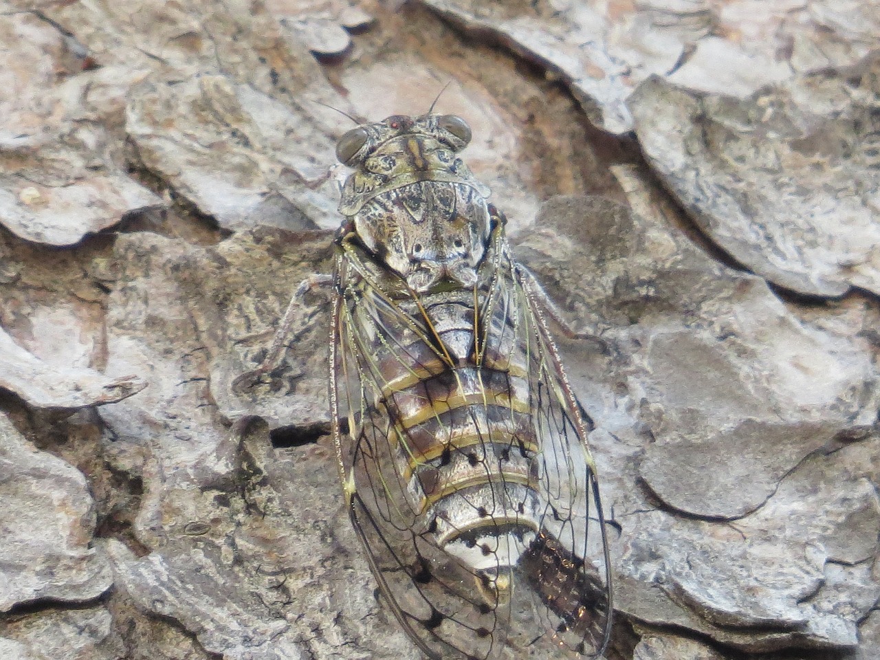 cicada pine croatia free photo