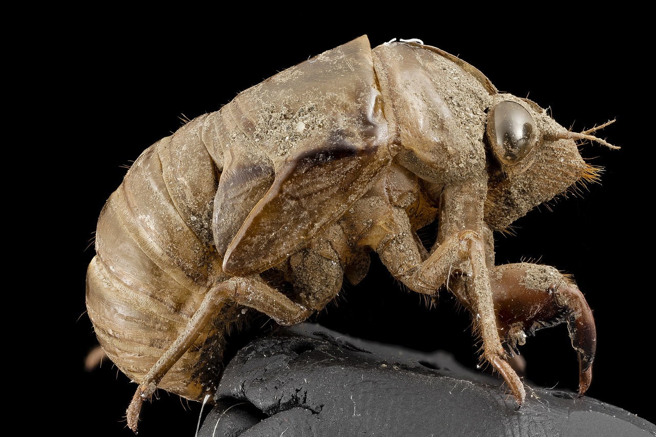 cicada shell macro free photo