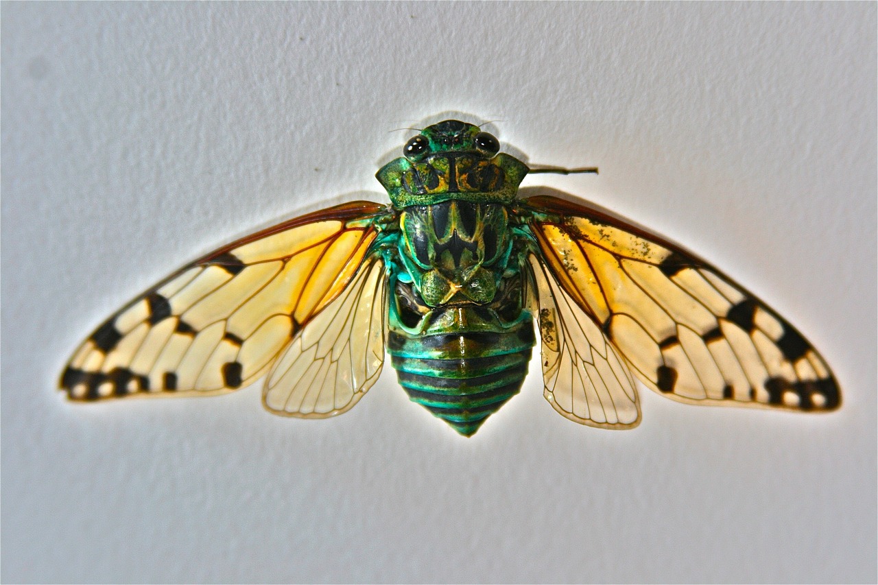 cicada costa rica beach free photo