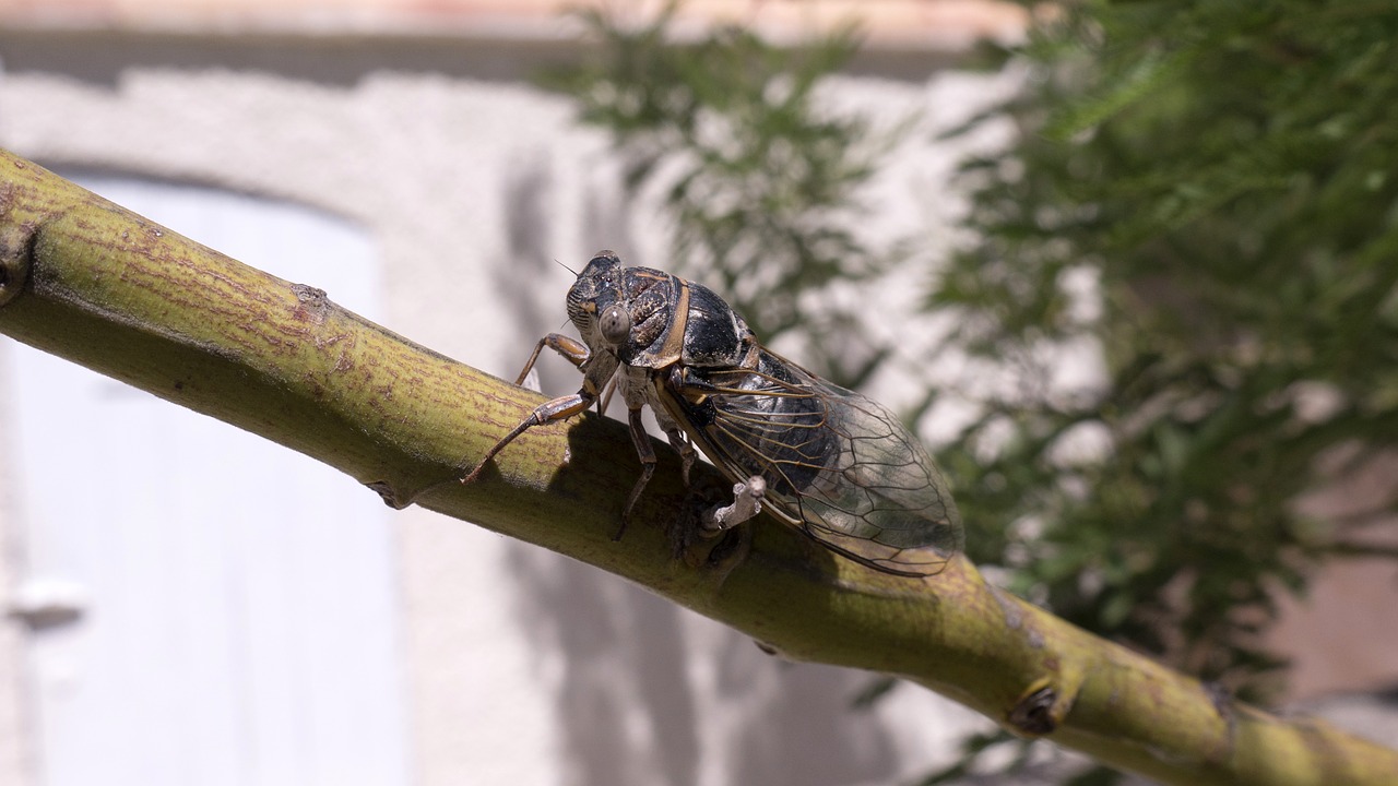 cicada  insect  marseille free photo