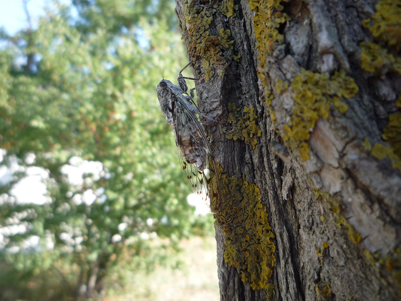 cicada  insects  tree free photo