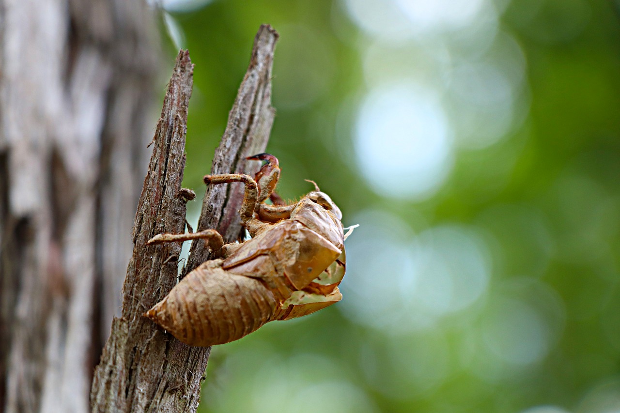cicada  chantui  the cicada shell free photo