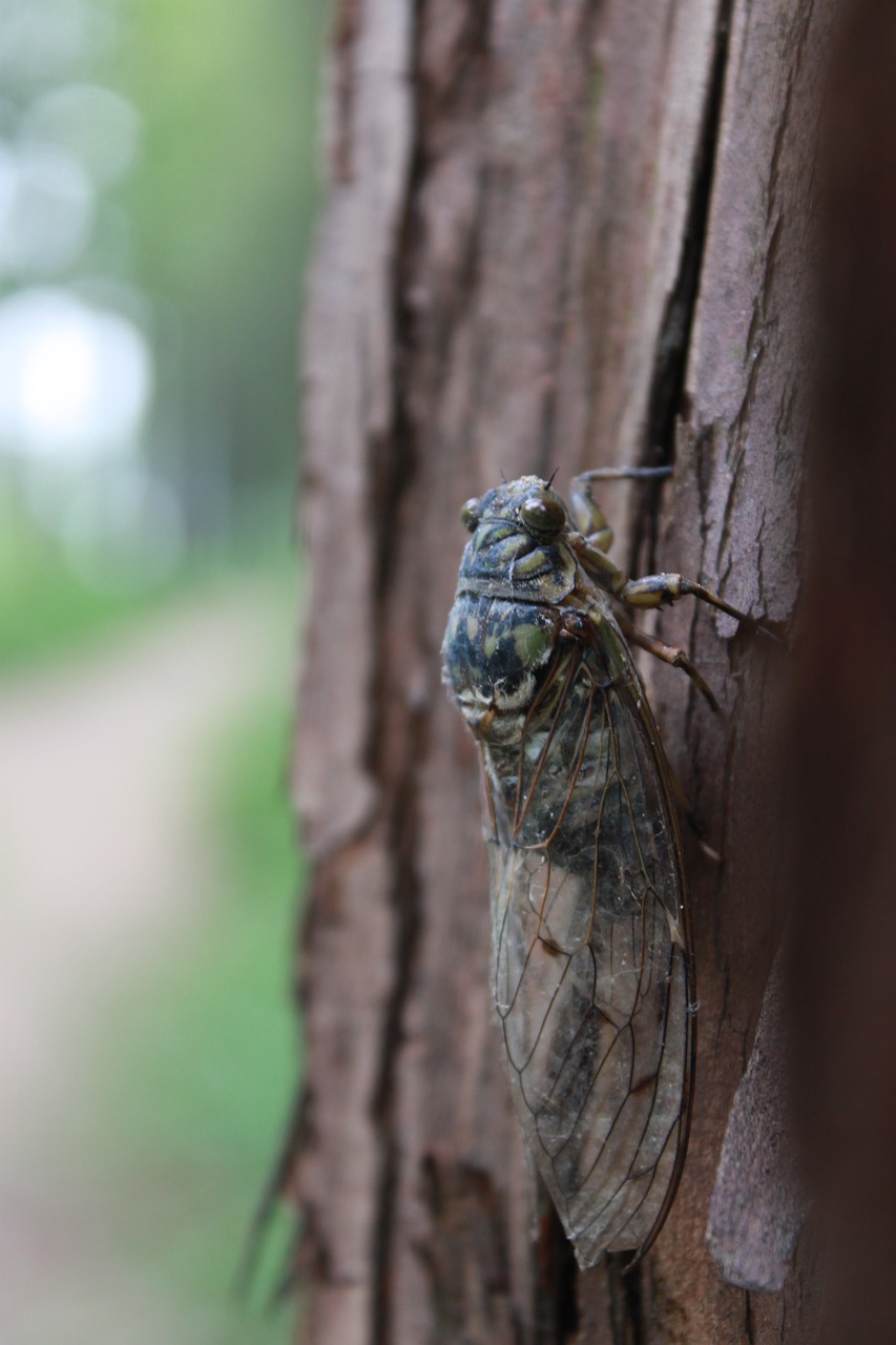 cicada  wood  insects free photo