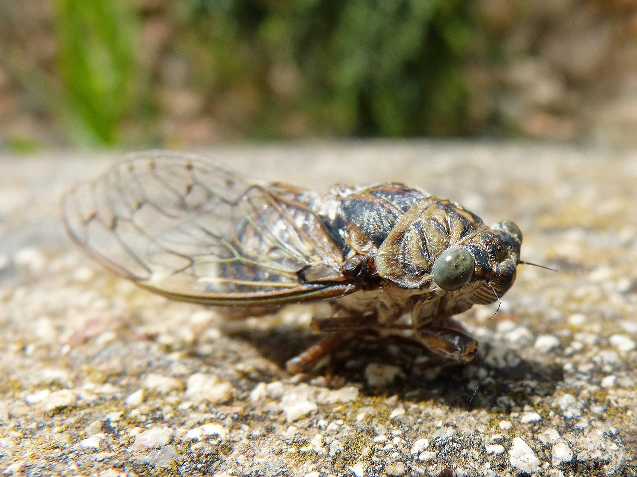 cicada  i cicádido  crayfish free photo