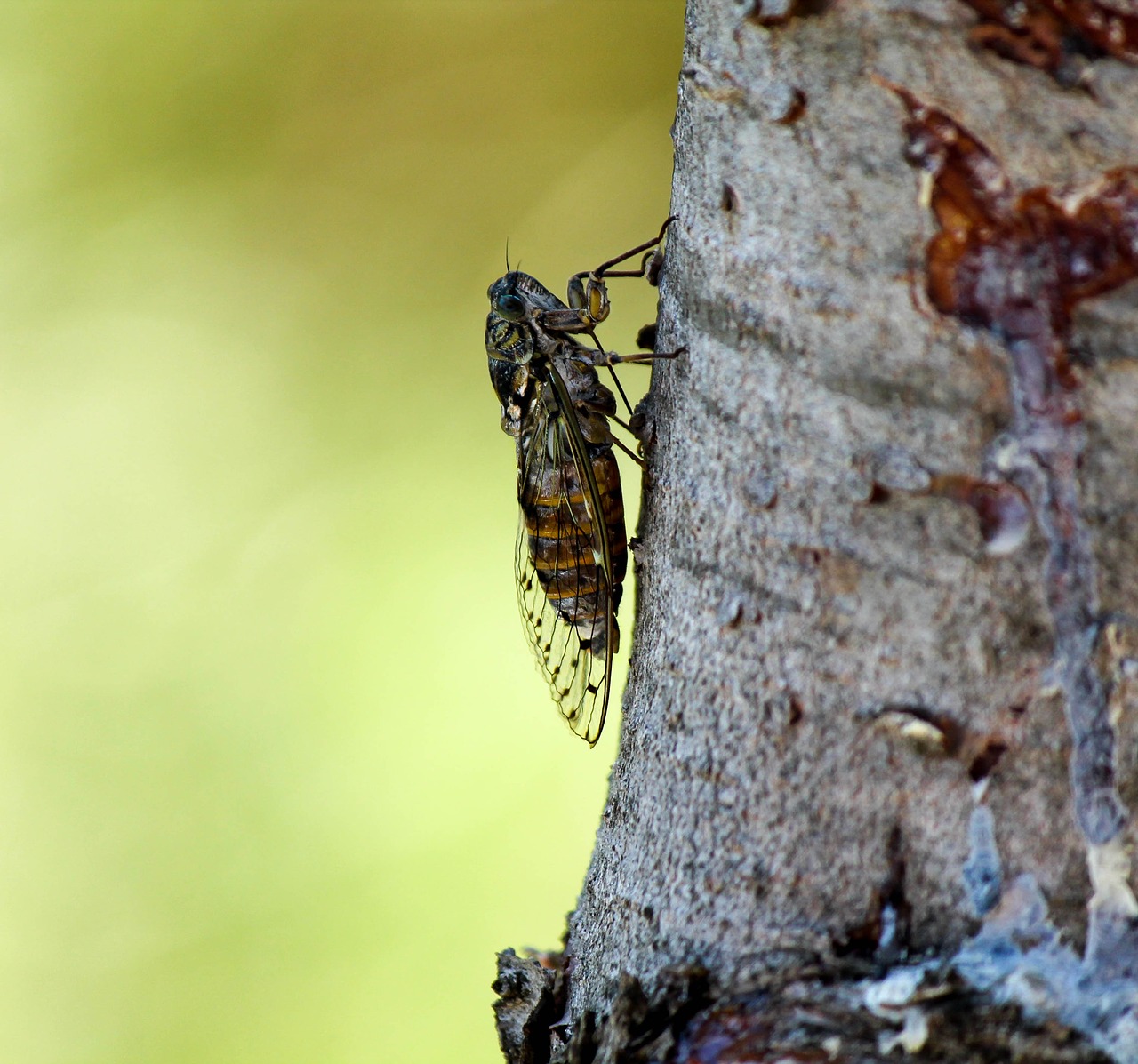 cicada  nature  wings free photo