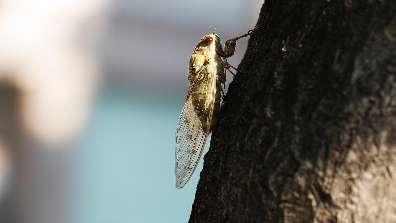 cicada  insects  summer free photo
