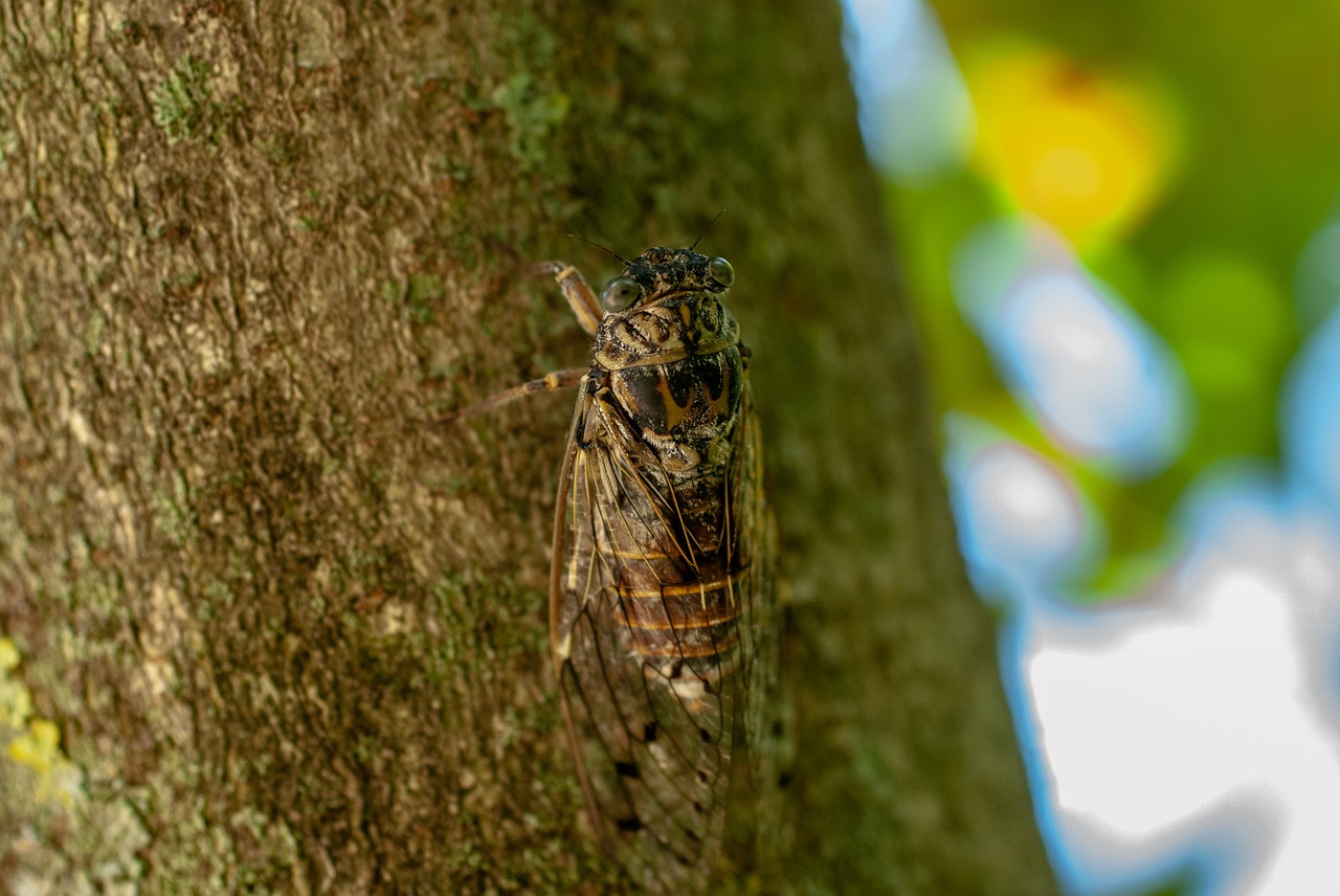 cicada  wing  nature free photo