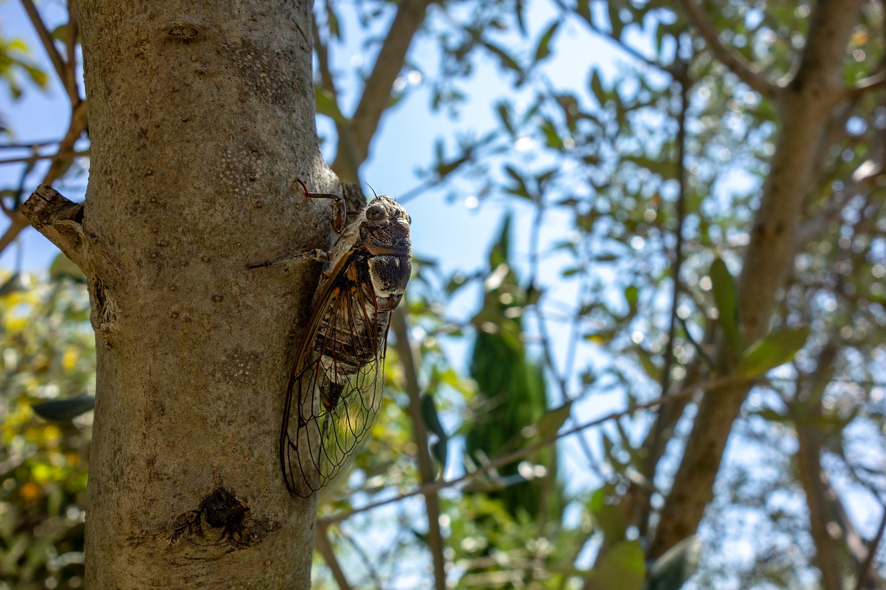 cicada  wing  nature free photo