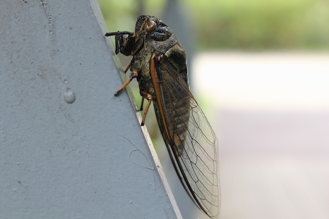 cicada  insects  wing free photo