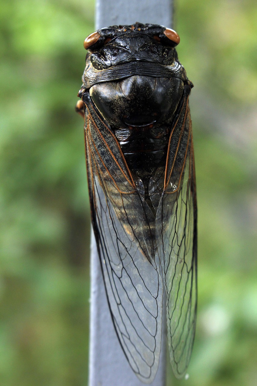 cicada  insects  wing free photo