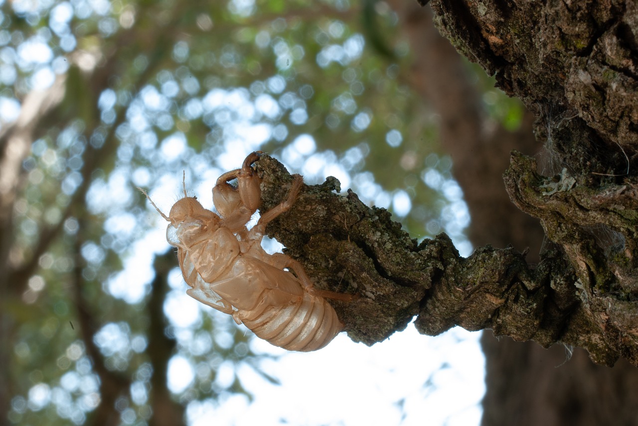 cicada  macro  close up free photo