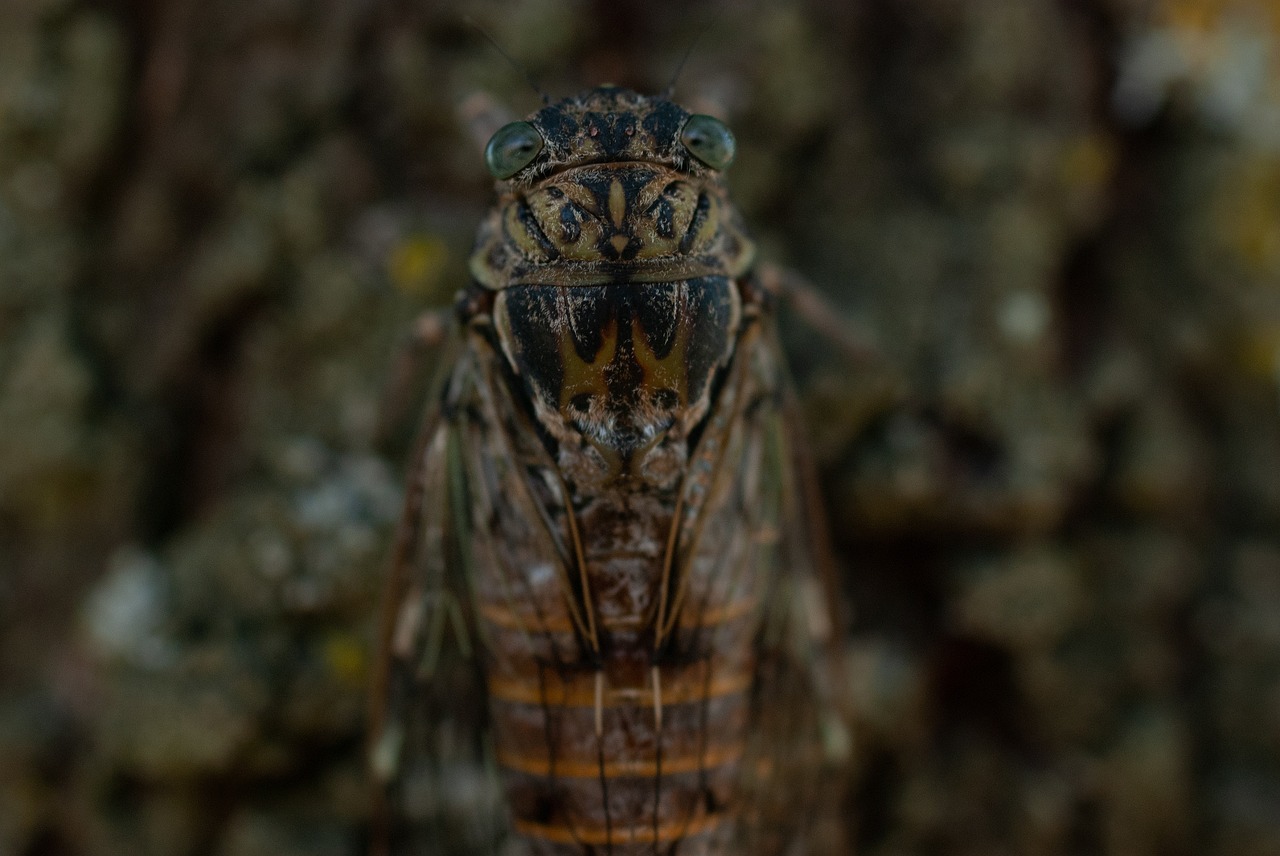 cicada  insect  nature free photo