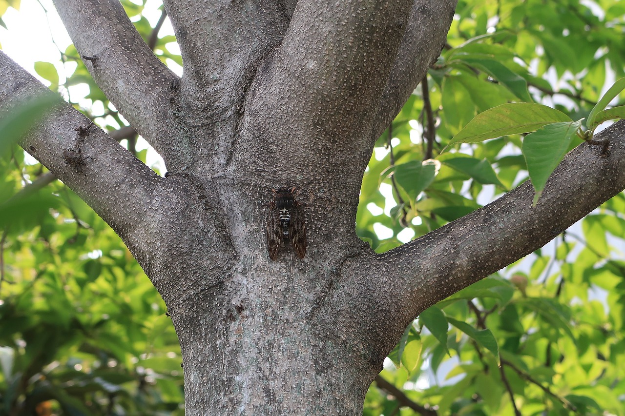 cicada  insect  natural free photo