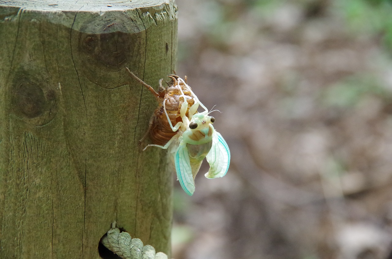 cicada  hatch  insect free photo