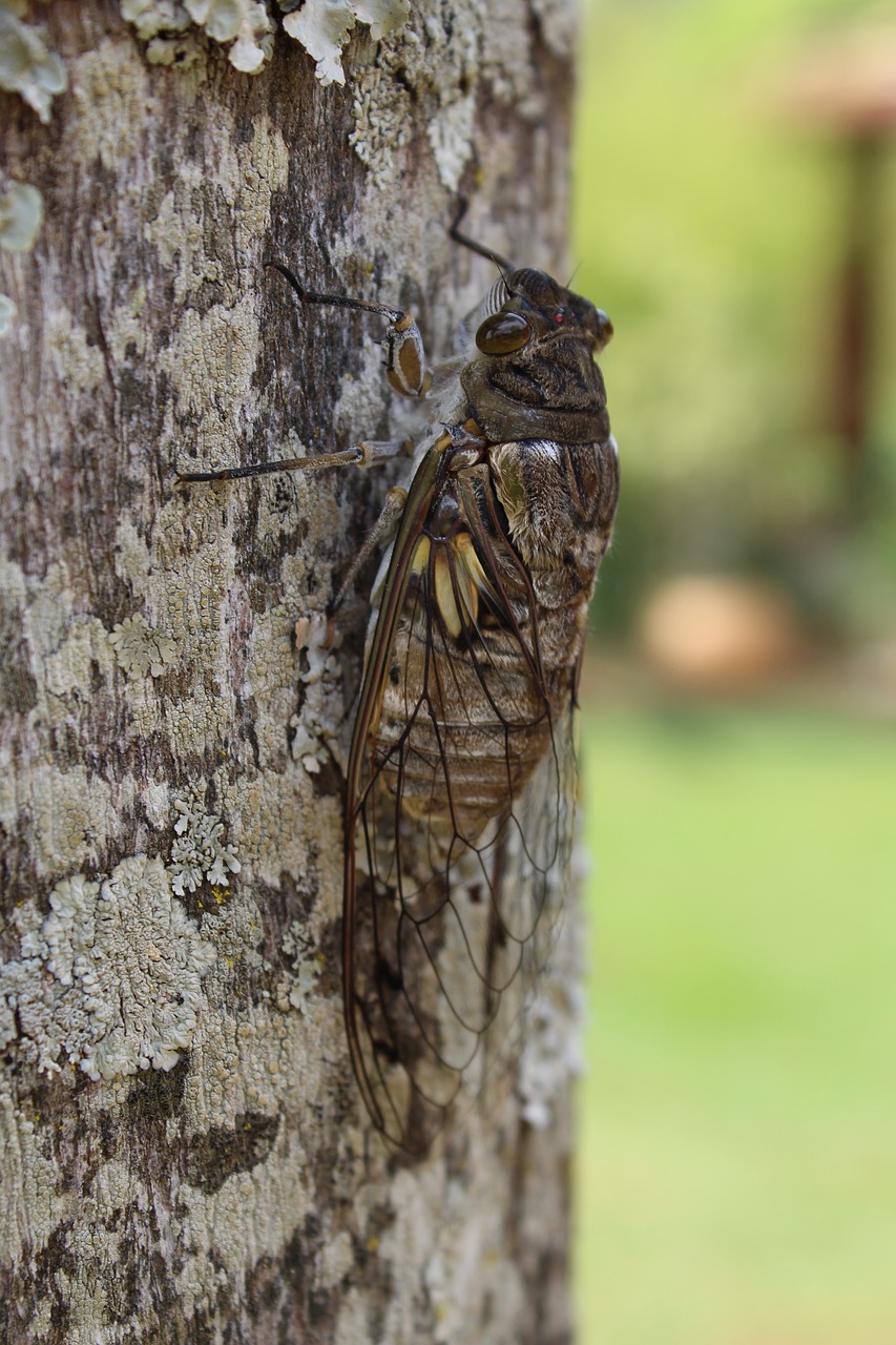 cicada  insect  wings free photo