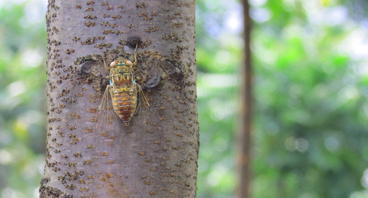 cicada  forest  highlands free photo