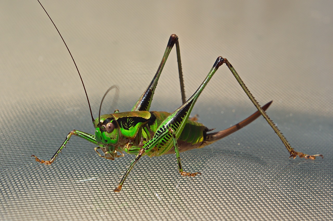 cicada  worm  nature free photo