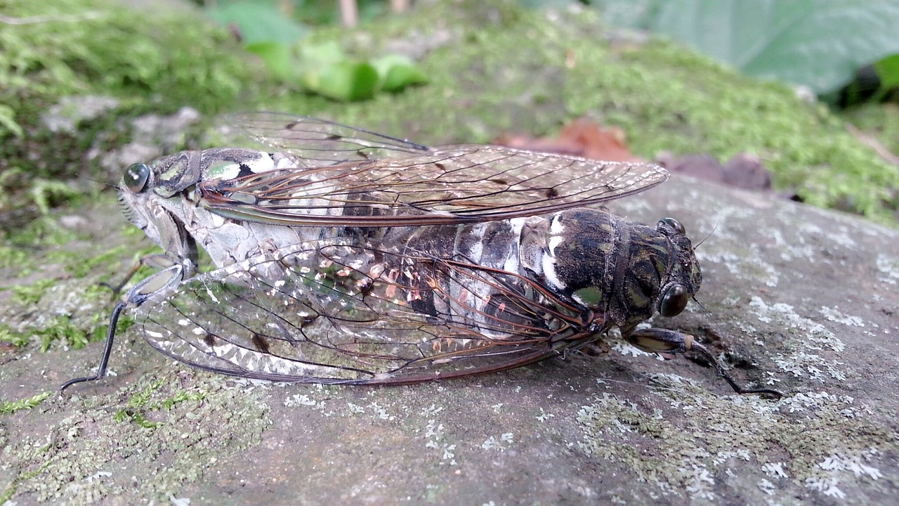 cicada mating nature free photo