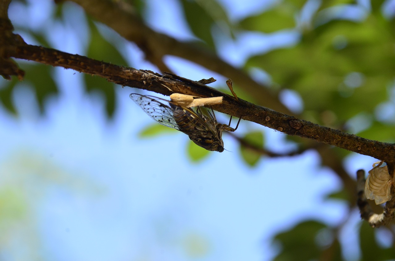 cicada  tree  insect free photo