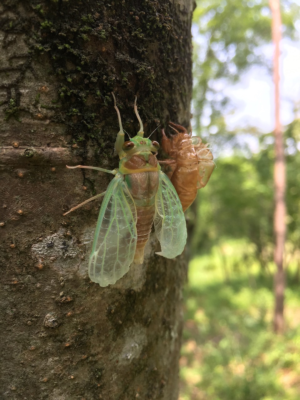 cicada  beetle  morning free photo