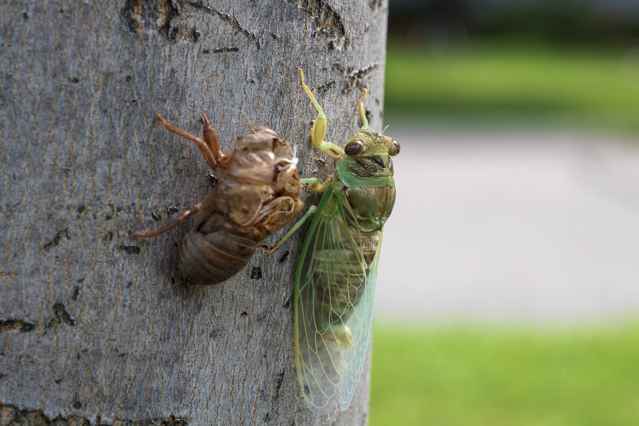 cicada  insect  bug free photo
