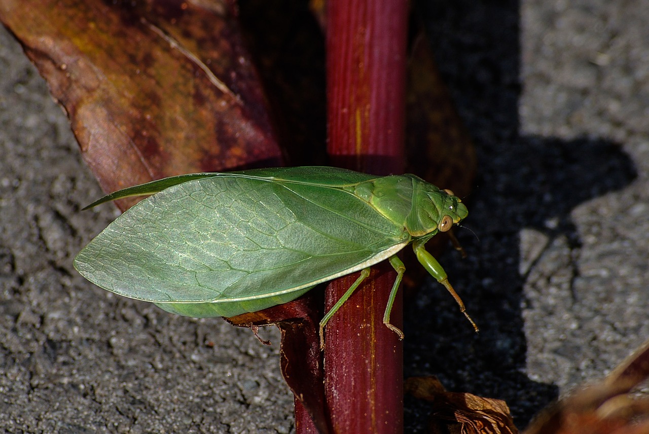 cicada insect close-up free photo