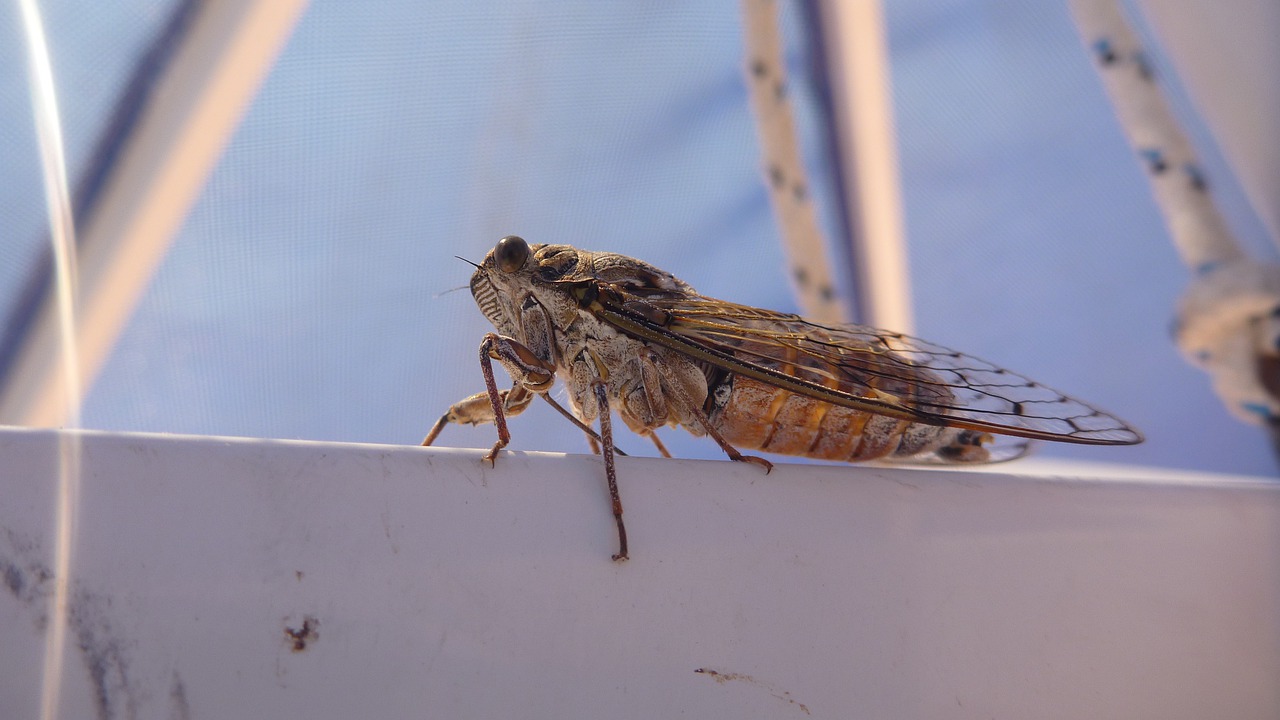 cicada  insect  macro free photo