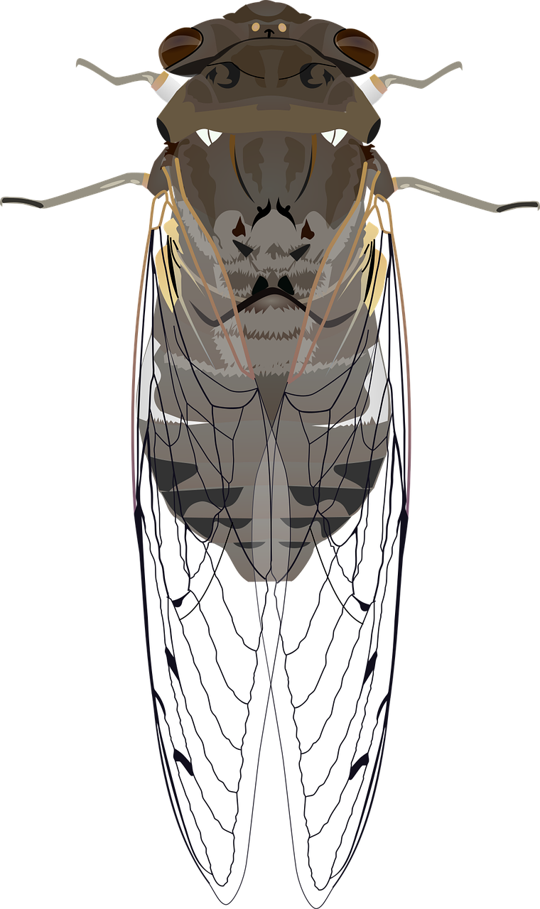 cicada  insect  animal free photo