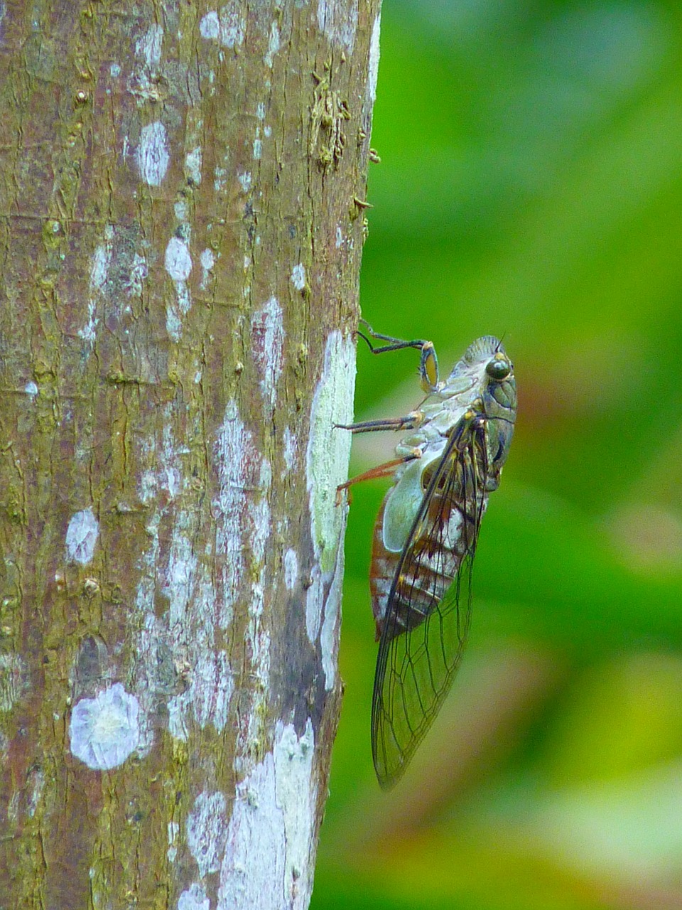 cicada insect animal free photo