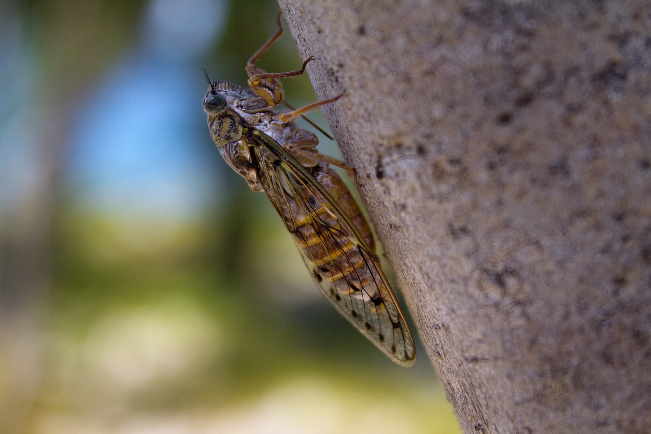 cicada insect summer free photo