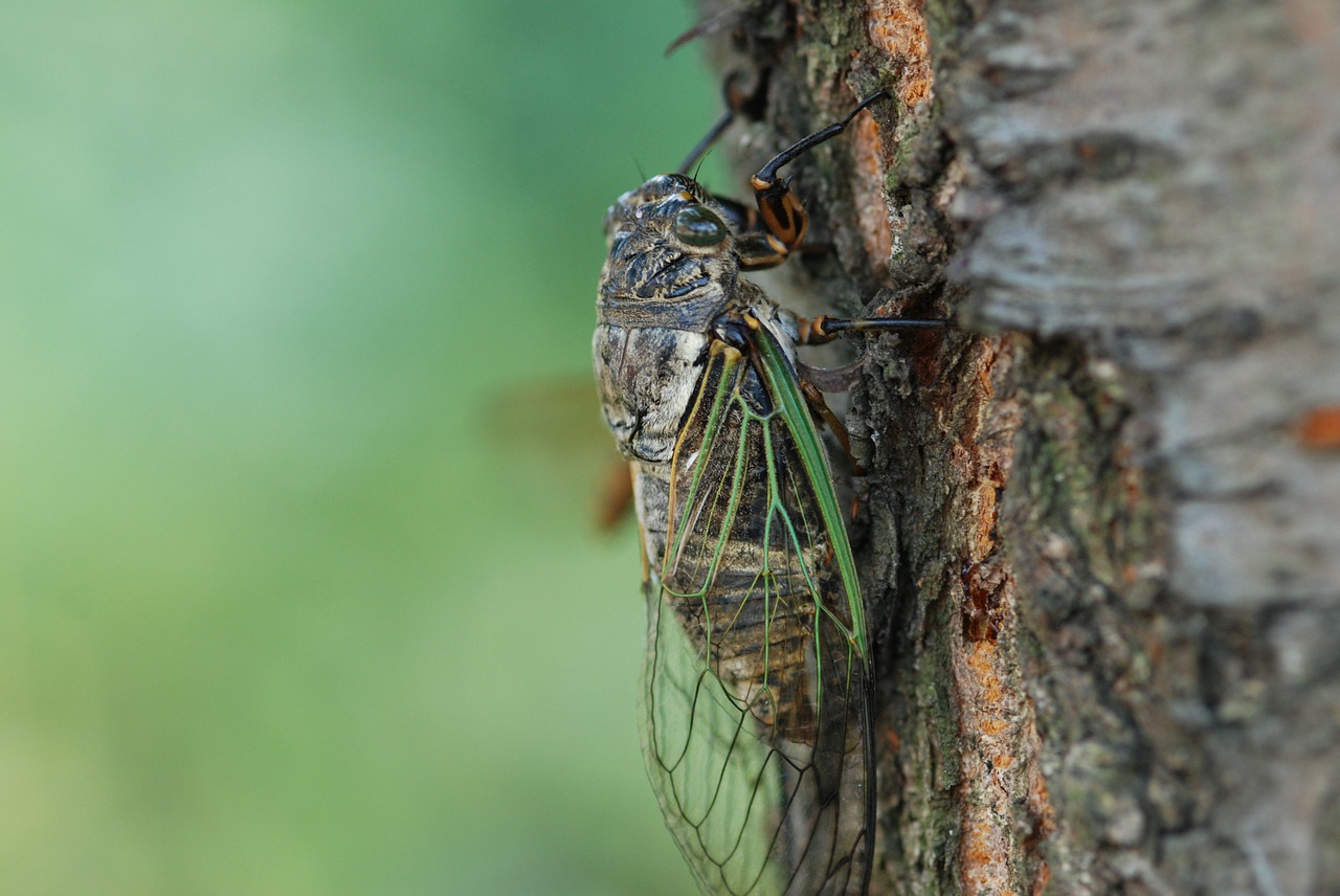 cicada summer one animal free photo