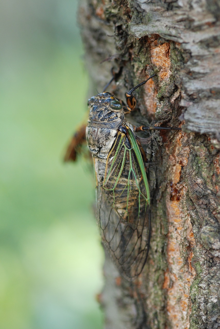 cicada summer one animal free photo