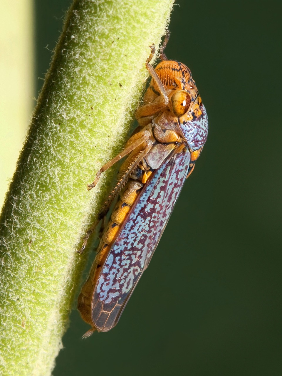 cicada zwergzikaden oncometopia orbona free photo