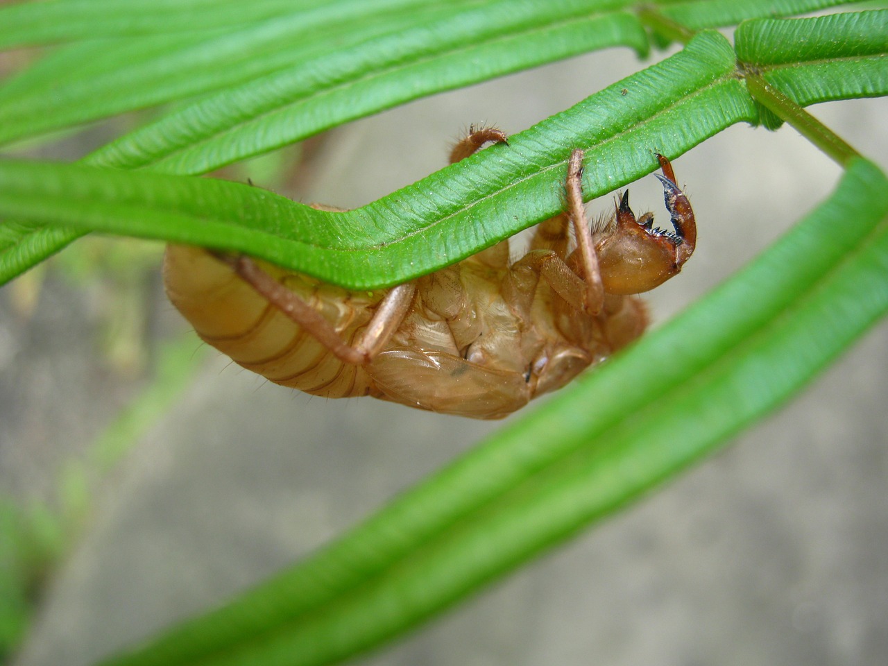 cicada summer insects free photo