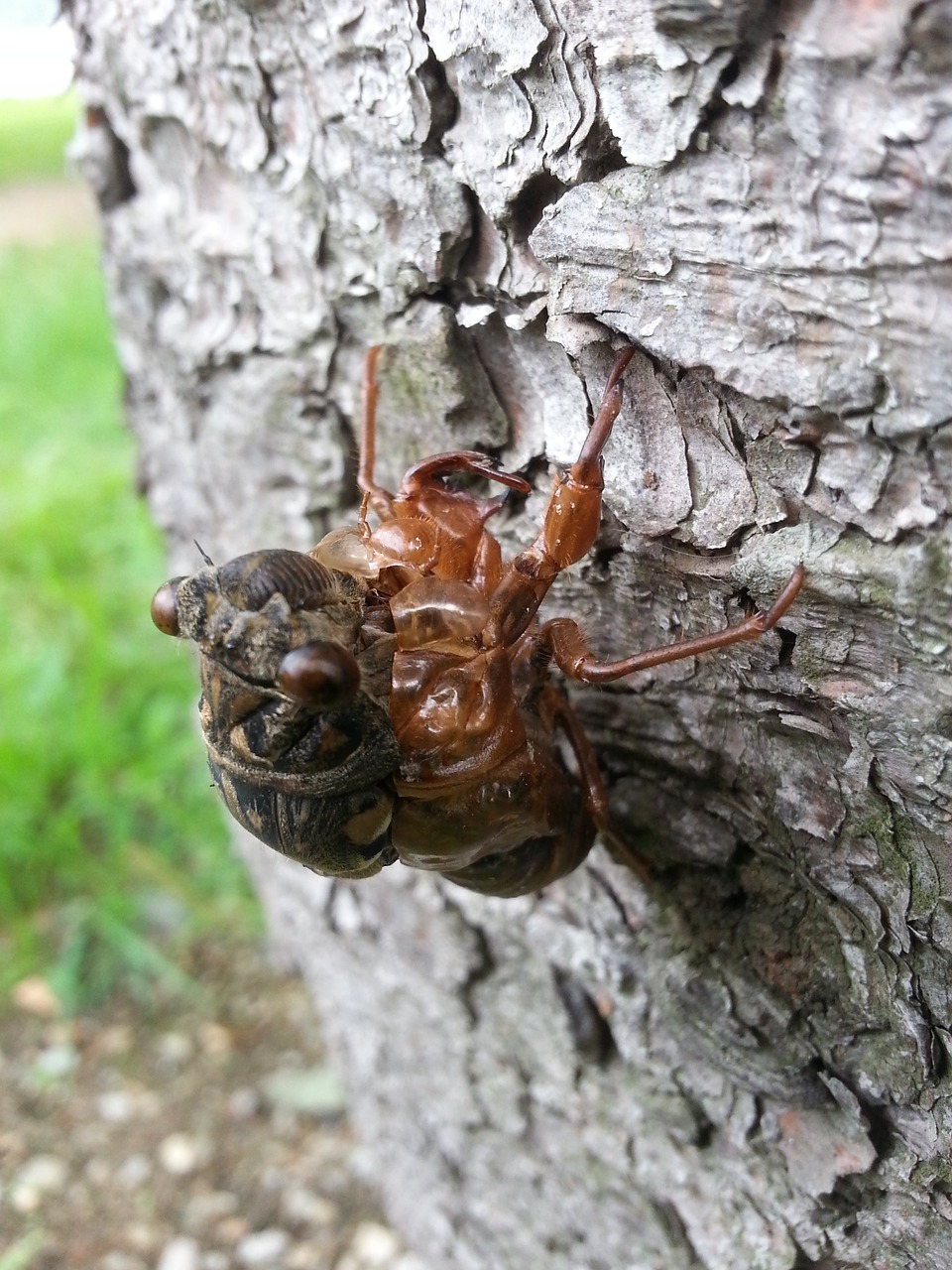 cicada nature ecdysis free photo