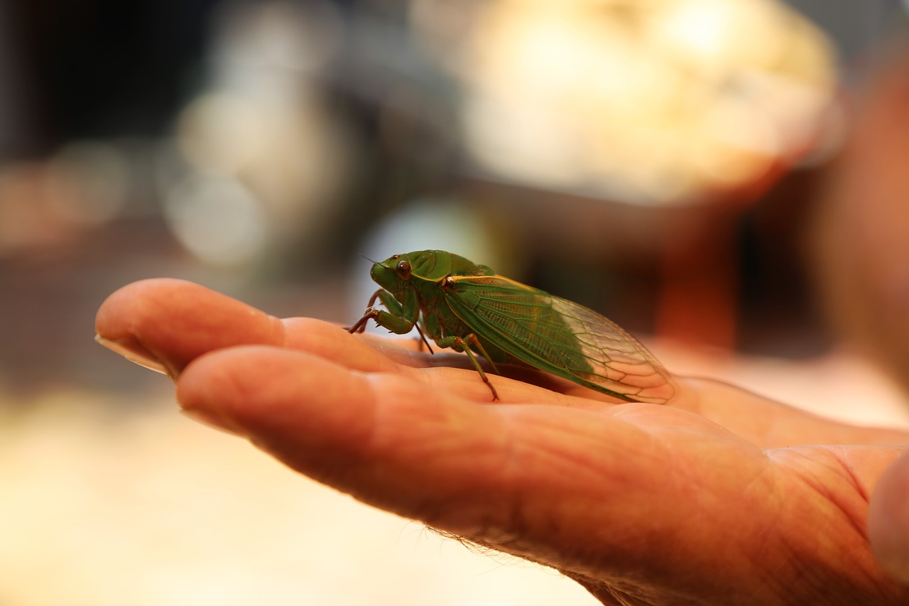 cicada insect bug free photo